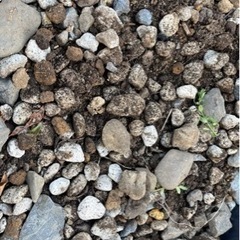 庭砂利を鉢ごと差しあげます。路盤材や鉢底石などに。の画像