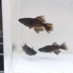 【改良メダカ】信玄　１ペアの画像