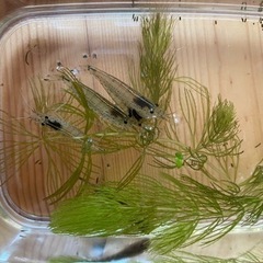 熱帯魚 エビ 各種セットの画像