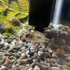 熱帯魚 エビ 各種セットの画像