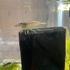 熱帯魚 エビ 各種セットの画像