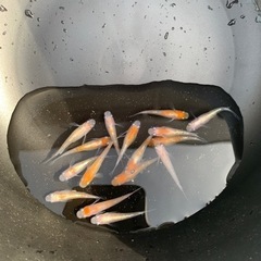 （只今、お取引中です）メダカ　越冬した　紅白体外光　です
