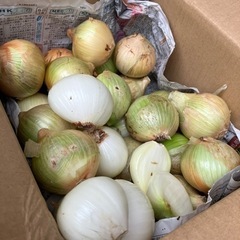 塩玉ねぎ　小玉寄せ集め30個とちょっと