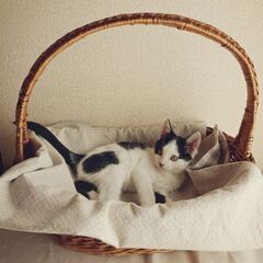 一時募集受付停止します。かわいい男の子❋0歳8ヶ月*ハチワレ