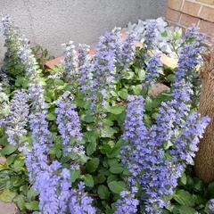 花　アジュガ 西洋十二単 グランドカバーに　常緑多年草　植物