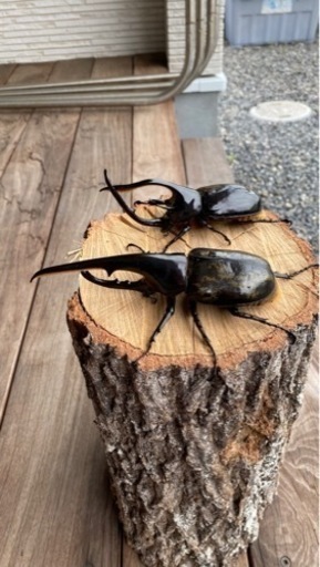 ヘラクレスとネプチューン♂単