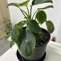 フィロデンドロンバーキン
