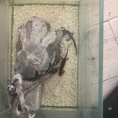 アカハライモリ2　ペア