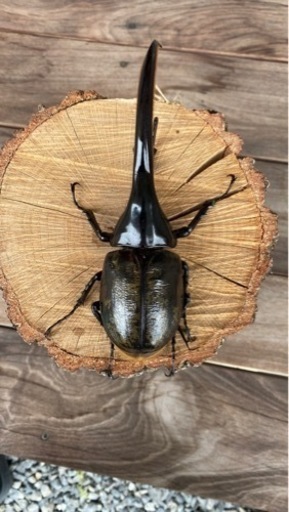 ヘラクレスヘラクレス163ミリ