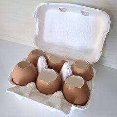 タマカラ６個　パックとセットで　多肉植物　ミニグリーンなど　ガー...