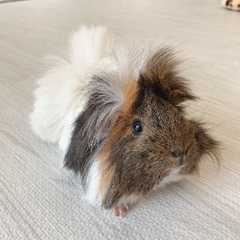 モルモット