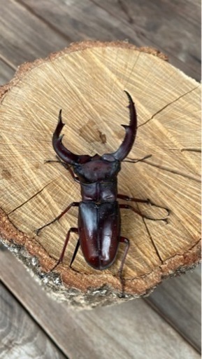 赤マンディブラリスフタマタクワガタ