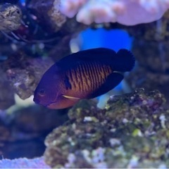 ルリヤッコ　もらって下さいの画像