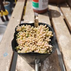 (お話し中)多肉植物　姫秀麗