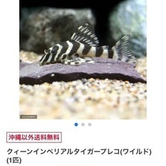 【お渡し決定】クイーンインペリアルタイガープレコ　オス1匹