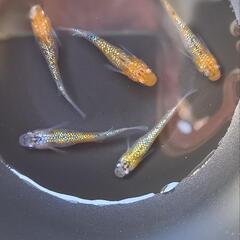 メダカの画像
