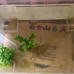 金魚　イエローコメット　15匹の画像