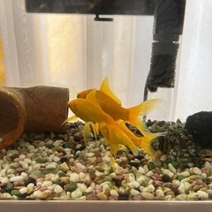 金魚　イエローコメット　15匹の画像