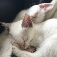 【交渉中】保護猫さんの里親募集