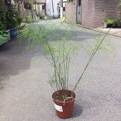観葉植物　鉢付