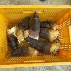 【急募】採れたてたけのこまとめ売り（大小8本）