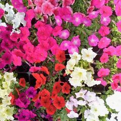 花苗　ペチュニア