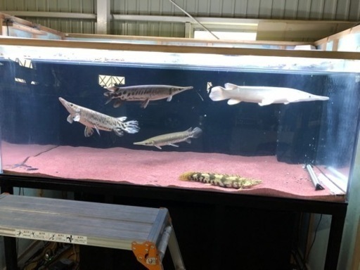 【早い方優先】アクリル水槽 2000×1000 ×800