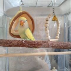 コザクラインコの里親募集