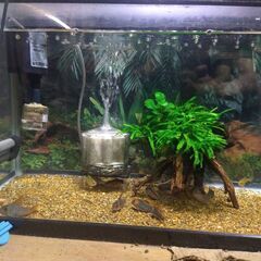 コリドラススーパーエクエス他　たくさん（中～大型種）熱帯魚