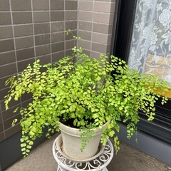 アジアンタム　観葉植物