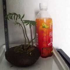 リュウビンタイ　溶岩鉢