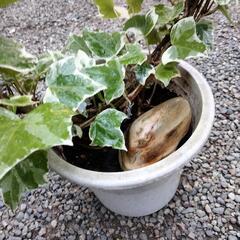 リース 仕立て アイビーの画像