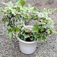 リース 仕立て アイビーの画像