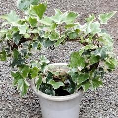 リース 仕立て アイビー