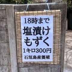 養殖塩漬けモズク1キロ