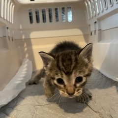 生後1か月くらいの可愛い子猫ちゃん
