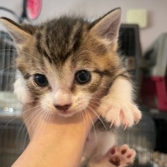 生後1か月くらいのキジ白子猫ちゃん