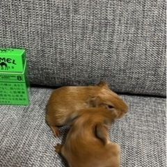 モルモットベビー里親決まりました