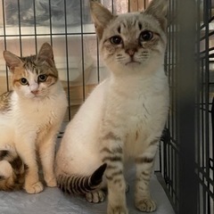 まだ幼い子猫ちゃん