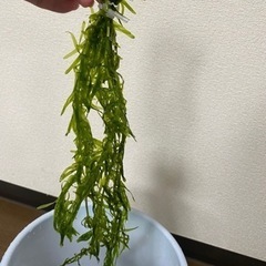 金魚藻  アナカリス　無料