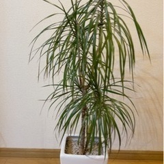 受け渡し決定　観葉植物　スタイリッシュ　お手入れ簡単