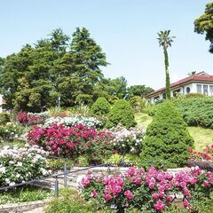 5/12(日)横浜ローズウィークランチ＆カフェ会40代50代参加者募集