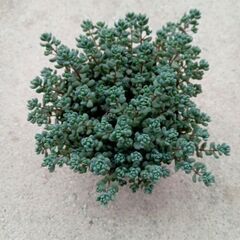 多肉植物9品種800円(ドタキャンにより再出品)