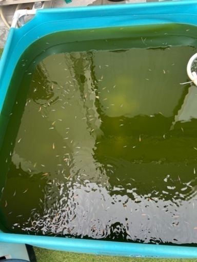 メダカ300匹くらい　商談中