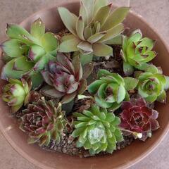 センペルビウム　10株５種セット