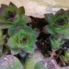  センペルビウム