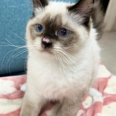 7ヶ月ラグドール男の子里親募集中 - 猫