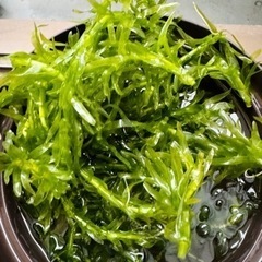 (取り引き中)水草　30本ぐらいの画像