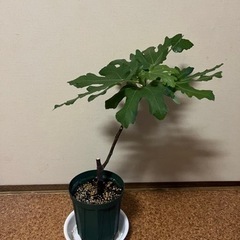 いちじく苗木