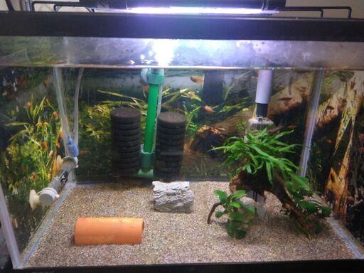 コリドラスロビネアエ他　たくさん（小型種）熱帯魚